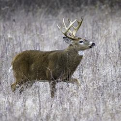 Five Rivers Environmental Center - Magnificent ten point!