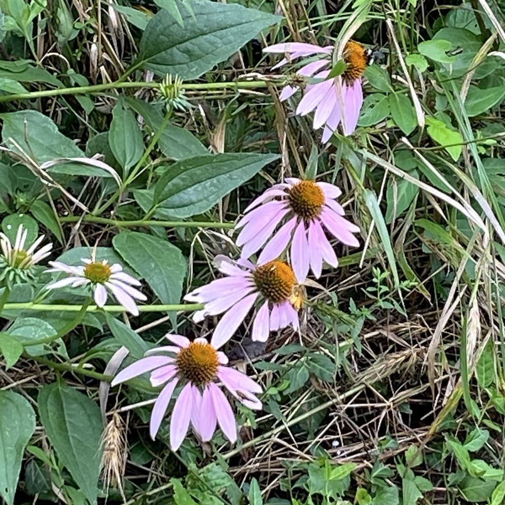 Anchorage Trail - Flowers along the way. - Hiking Near Me - Anchorage, Kentucky