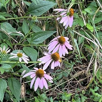 Anchorage Trail - Flowers along the way. - Hiking Near Me - Anchorage, Kentucky Anchorage Trail - Flowers along the way. - Hiking Near Me - Anchorage, Kentucky