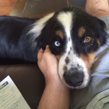 Custer McDermott Animal Hospital - Veterinarians Near Me - Plano, Texas Custer McDermott Animal Hospital - Veterinarians Near Me - Plano, Texas