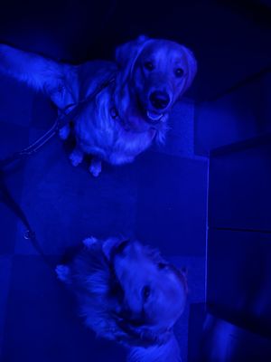 Aloft Tucson University by null