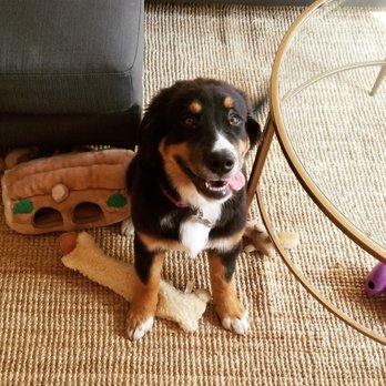 Dog Therapy - Pet Training Near Me - Waltham, Massachusetts Dog Therapy - Pet Training Near Me - Waltham, Massachusetts