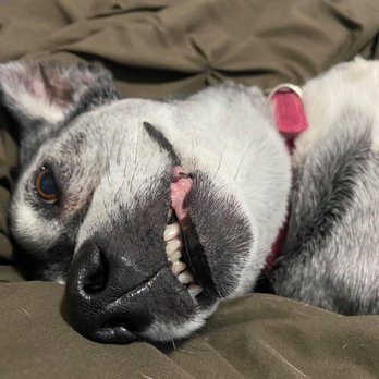 VCA River City Animal Hospital - Our happy girl! - Veterinarians Near Me - Post Falls, Idaho VCA River City Animal Hospital - Our happy girl! - Veterinarians Near Me - Post Falls, Idaho