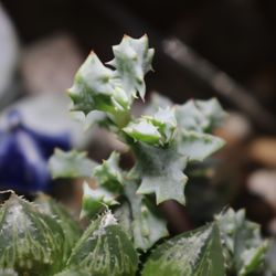 Grow Something - Beautiful succulents and succulent clippings from Grow Something!