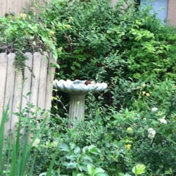 Good Samaritan Society - Manzano del Sol Village - Robin taking a bath in the garden.