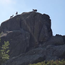 La Pedriza del Manzanares - Cabras Montesas cerca del collado de Las Dehesillas