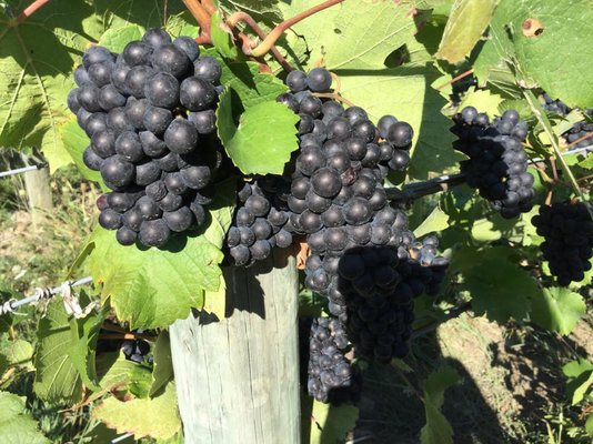 Rooster Hill Vineyards by null