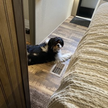 Bark Avenue Mobile Pet Grooming - Befire - Pet Groomers Near Me - Austin, Texas