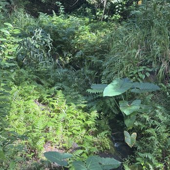 Makiki Valley Trail - Hiking Near Me - Honolulu, Hawaii