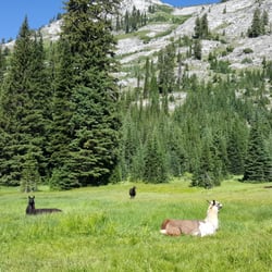 Wallowa Llamas