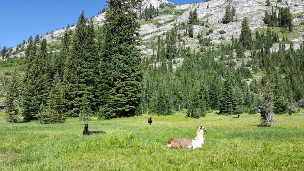 Wallowa Llamas, Halfway Roadtrippers