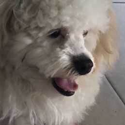 Bad haircut, shaved face on a  Maltipoo.