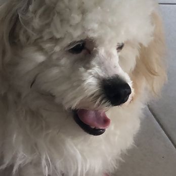Adogable Pet Services - Bad haircut, shaved face on a  Maltipoo. - Pet Sitting Near Me - Sun City Center, Florida