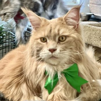 Nikki's Pet Spa - Pet Groomers Near Me - Norco, California