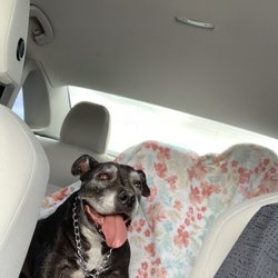 Nye County Veterinary Hospital - Vixen on her ride back home :)