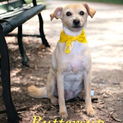 PracticalCuts - Buttercup