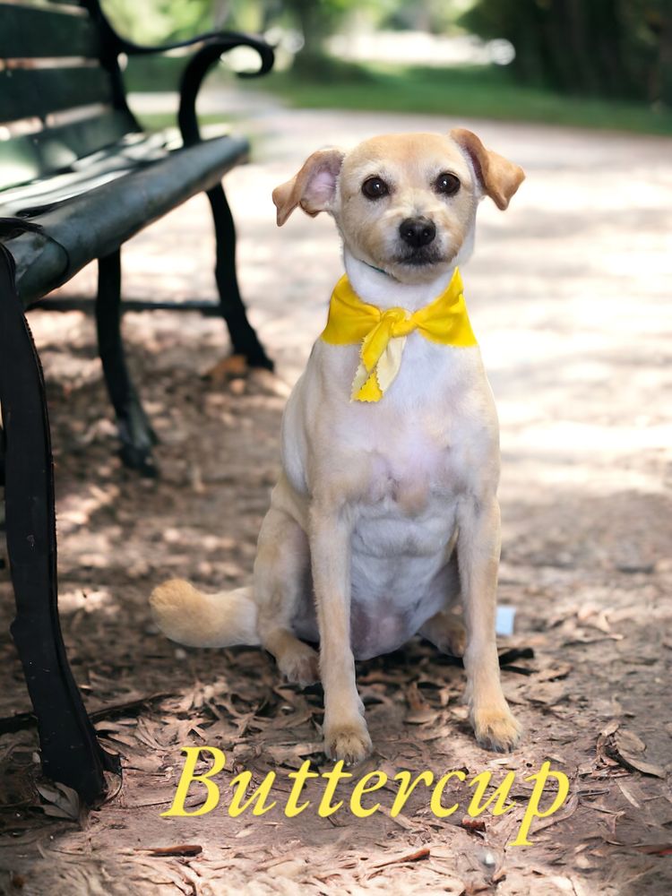 PracticalCuts - pet boarding facility in Lemon Grove, CA