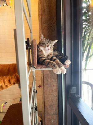 Mac Tabby Cat Cafe - Concord by null