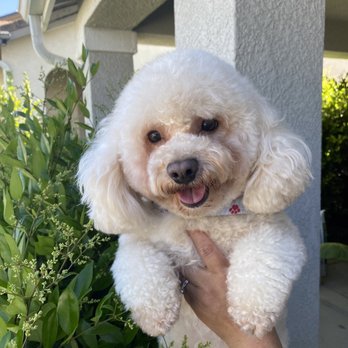 Above & Beyond Pet Grooming - Pet Groomers Near Me - Stockton, California Above & Beyond Pet Grooming - Pet Groomers Near Me - Stockton, California