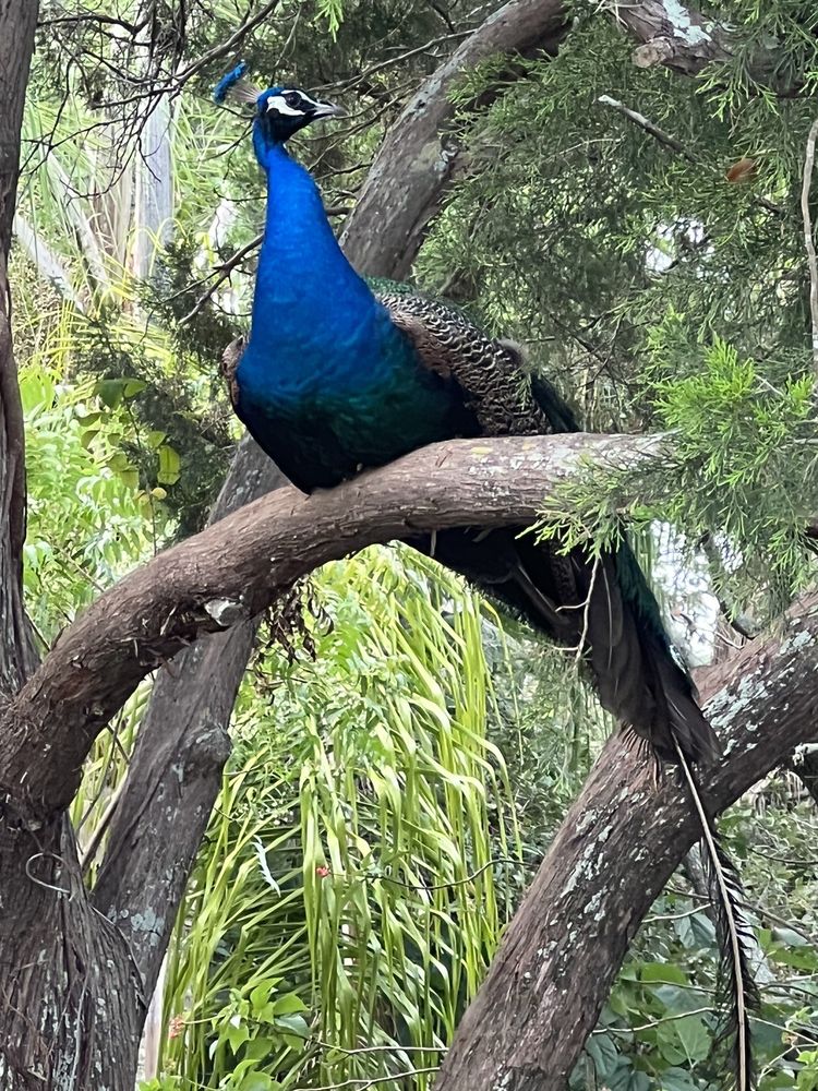 Jungle Prada De Narvaez Park Image