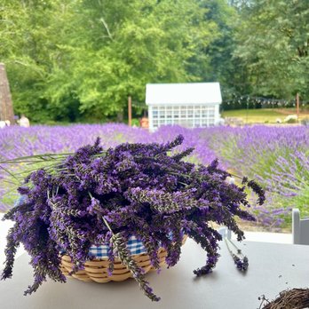 Bluetree Farm and Forest - First basket of lavender to make the wreath - Farms Near Me - Bainbridge Island, Washington Bluetree Farm and Forest - First basket of lavender to make the wreath - Farms Near Me - Bainbridge Island, Washington
