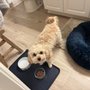 Photo of Newport Dog Care