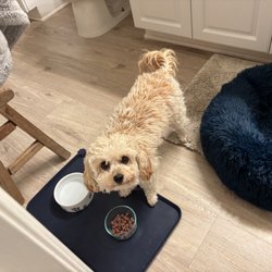 Newport Dog Care - Dog walking is so fun when your dogs are this cute!