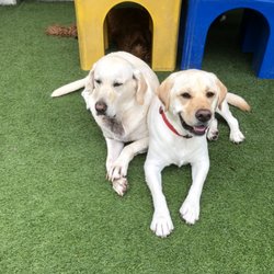 Dogstown University - Doggie daycare pals