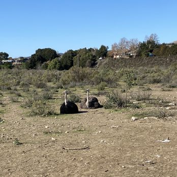 Ostrichland USA - Attraction Farms Near Me - Solvang, California Ostrichland USA - Attraction Farms Near Me - Solvang, California