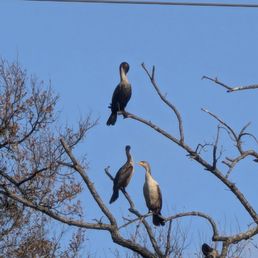 Cormorants Cormorants