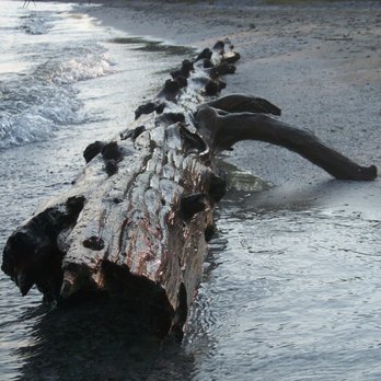 Presqu'ile Provincial Park - A piece of driftwood on one of the beaches at Presquile P.P. - Parks Near Me - Brighton, Ontario Presqu'ile Provincial Park - A piece of driftwood on one of the beaches at Presquile P.P. - Parks Near Me - Brighton, Ontario
