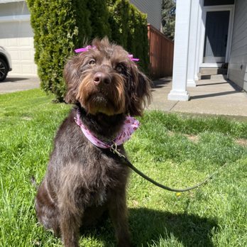 Paws For Elegance - I mean, how sweet?! - Pet Groomers Near Me - Sherwood, Oregon