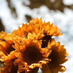 Produce Junction - $3 sunflowers!