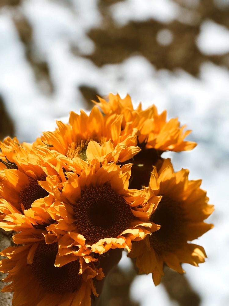 PRODUCE JUNCTION 59 Photos & 64 Reviews Fruits & Veggies 2241