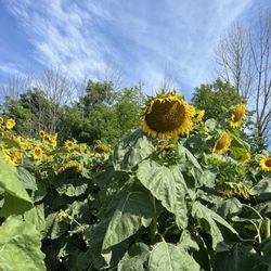 Gardner’s Gardens And Goats - Sunflowers