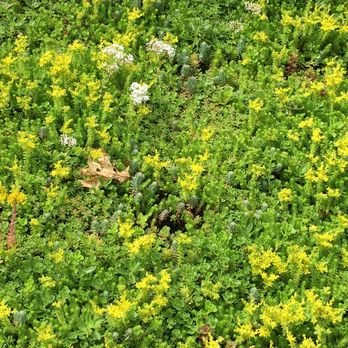 TerraGreen - Residential Greenroof with Sedum Plantings. Squirrel Hill - Irrigation Near Me - Oakdale, Pennsylvania TerraGreen - Residential Greenroof with Sedum Plantings. Squirrel Hill - Irrigation Near Me - Oakdale, Pennsylvania