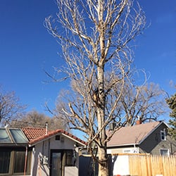 Cova Tree & Landscape