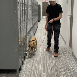 Bed Bug Detection K9s - Spice inspecting a line of lockers
