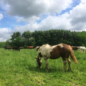 Meadowlark Equestrian Center - Green pastures of fresh grass for all the horses. - Horseback Riding Near Me - Plymouth, Michigan