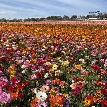 The Flower Fields - Venues & Event Spaces Near Me - Carlsbad, California The Flower Fields - Venues & Event Spaces Near Me - Carlsbad, California