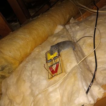 Leo Home Solutions - Pest Control Near Me