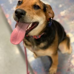 Top Dog Training Academy of Louisiana