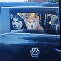 Meineke Car Care Center - My dog taxi