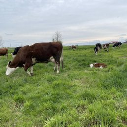 Pasture Raised Cows Pasture Raised Cows