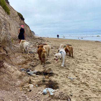 Arroyo Burro Beach - Pooches socializing. - Beaches Near Me - Santa Barbara, California Arroyo Burro Beach - Pooches socializing. - Beaches Near Me - Santa Barbara, California