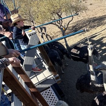 Rooster Cogburn Ostrich Ranch - Petting Zoos Near Me - Picacho, Arizona