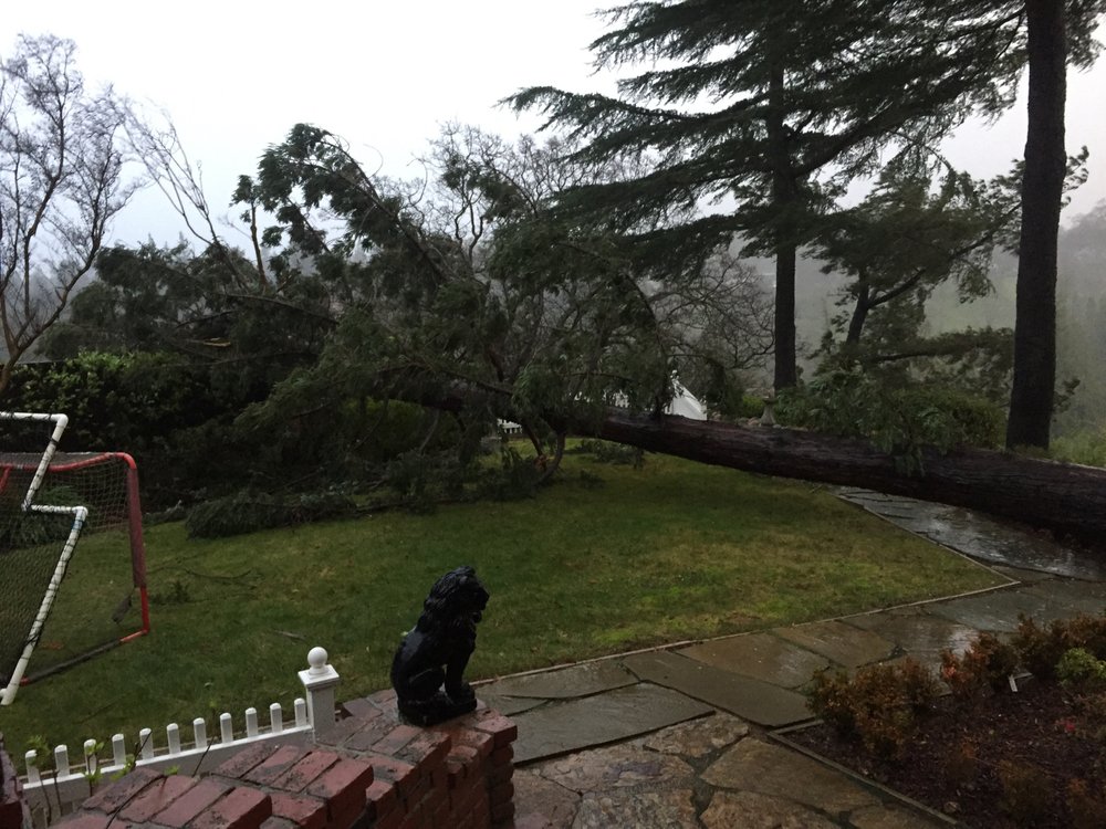 Foliage Unlimited - tree service in San Jose, CA