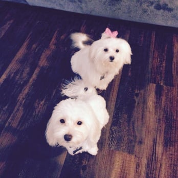 Moondoggies Pet Spa - They are awake - Pet Groomers Near Me - Riverside, California Moondoggies Pet Spa - They are awake - Pet Groomers Near Me - Riverside, California