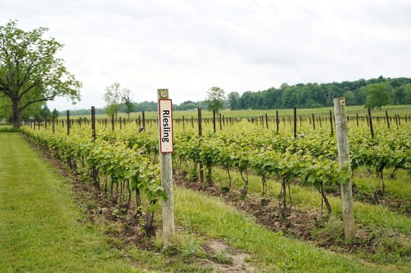 Red Tail Ridge Winery by null