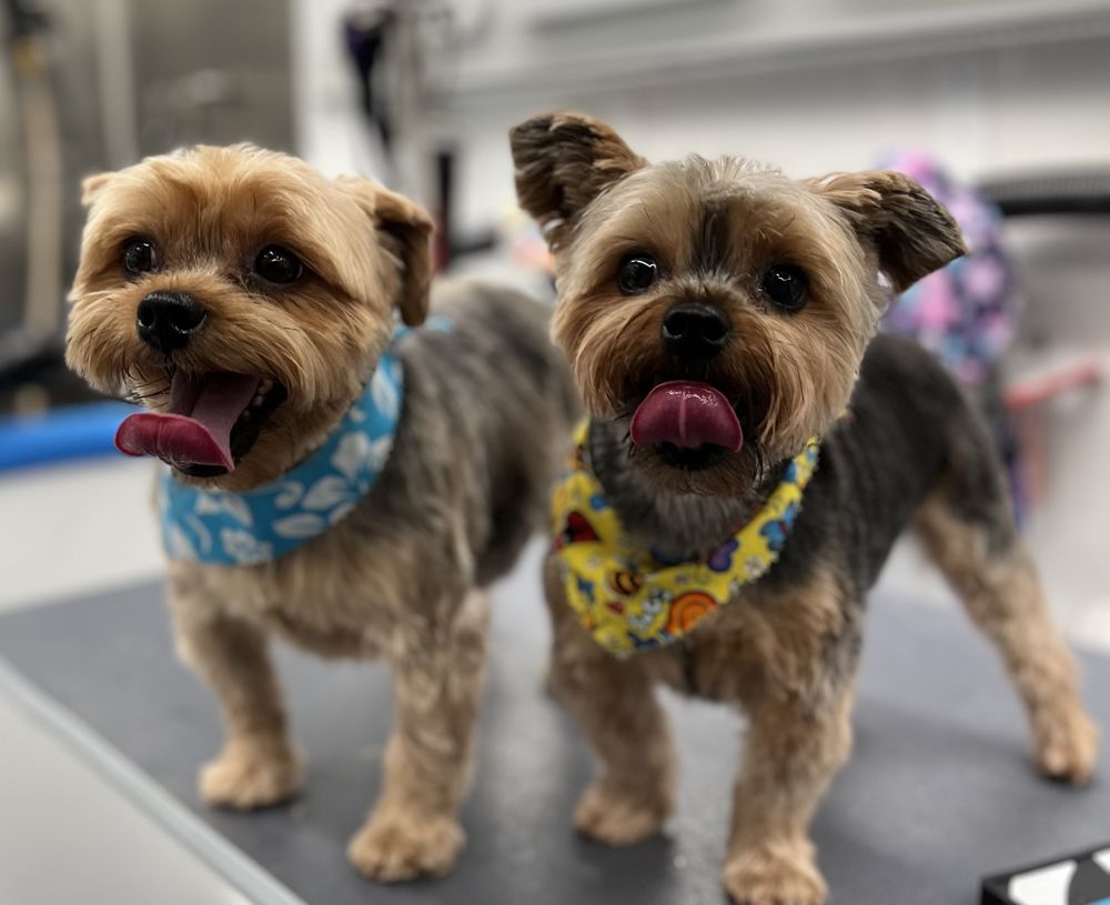 VIP GROOMING AND SITTING Updated September 2024 47 Photos West Palm Beach, Florida Pet